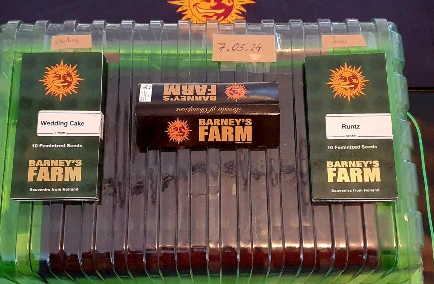 Dabbing Yak – Season 1, Day 1