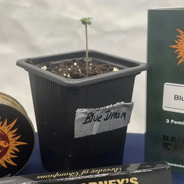 GrowLXB – Season 1, Day 1