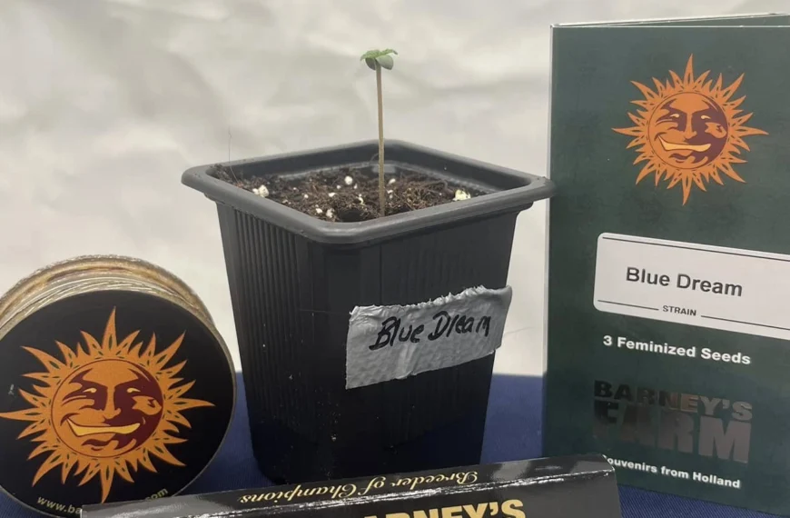 GrowLXB – Season 1, Day 1