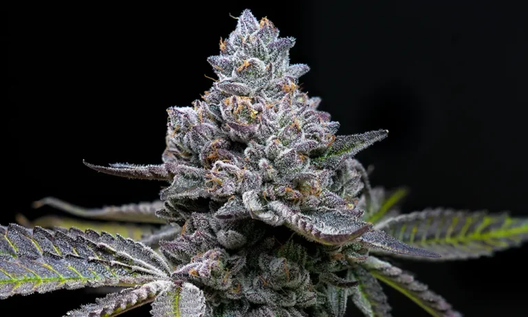 Apple Fritter