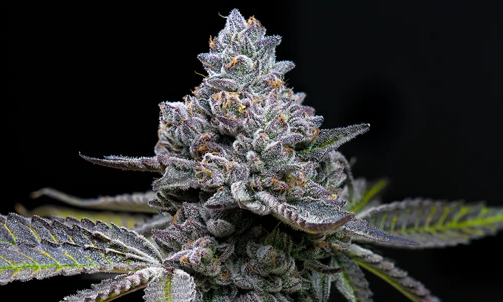 Apple Fritter