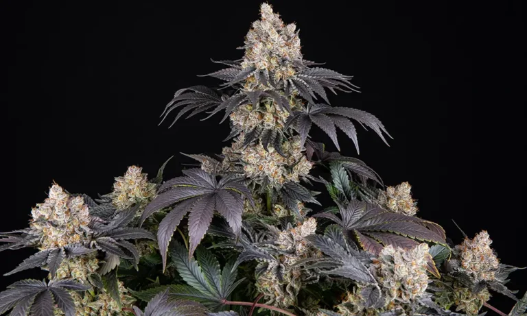Gelato