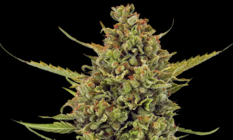 Acapulco Gold