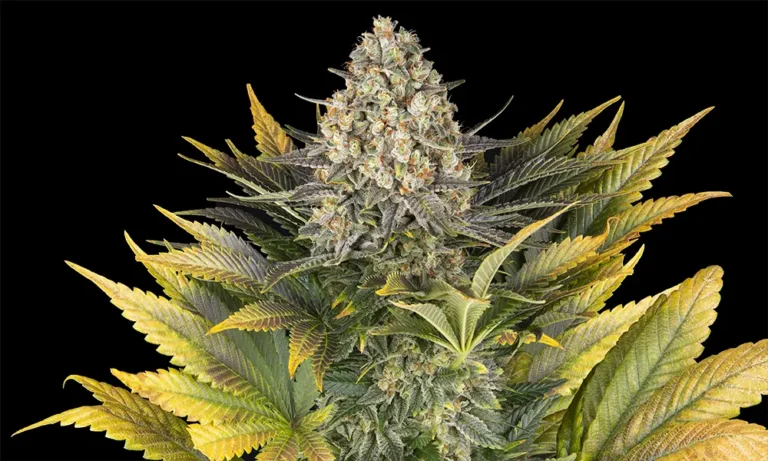 Banana Punch