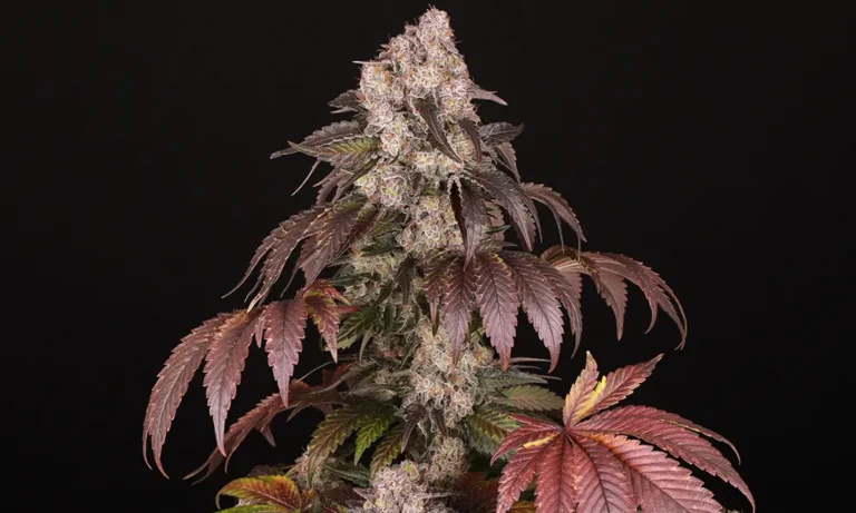 Girl Scout Cookies