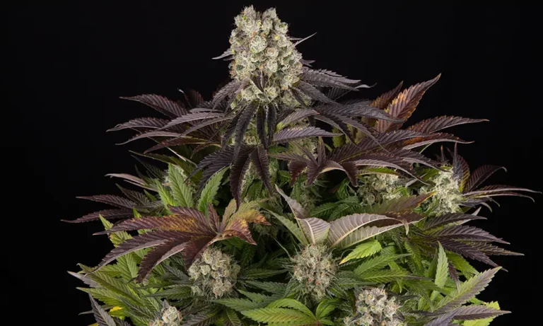 Purple Punch x Lemon Drizzle