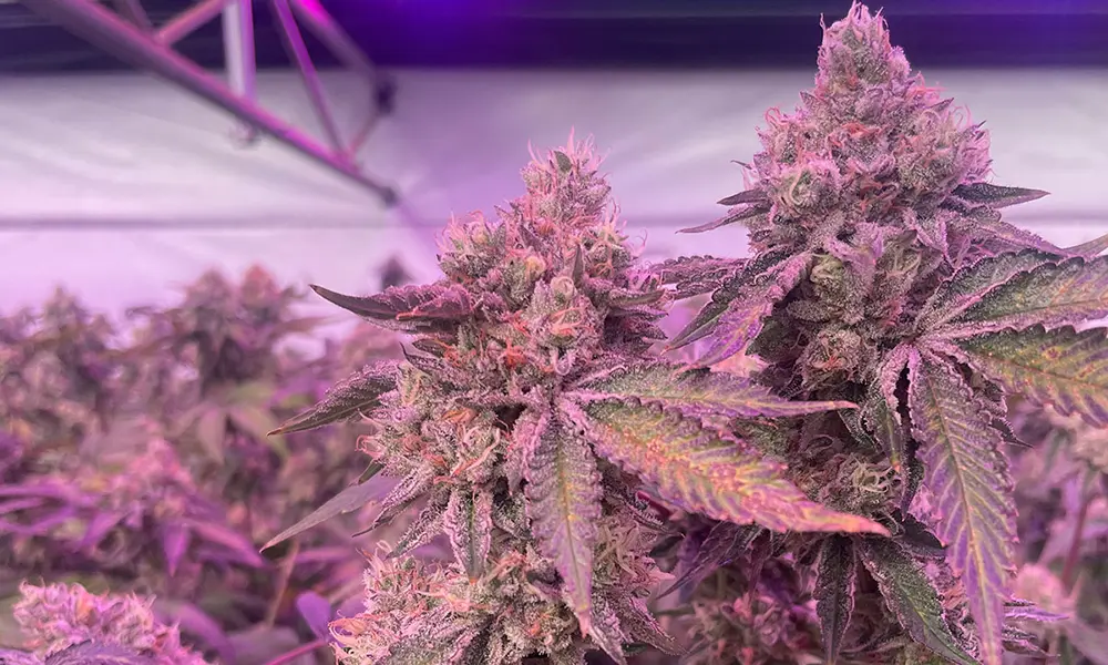RS11 x Banana OG