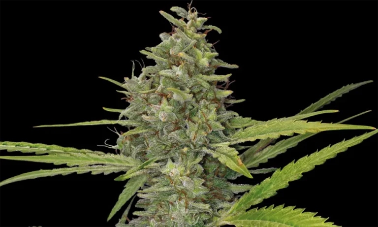 G13 Haze