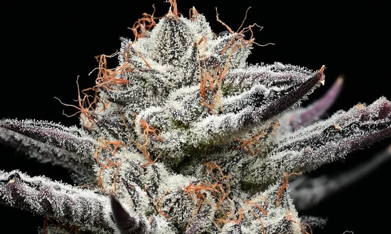 Black Cherry Gushers