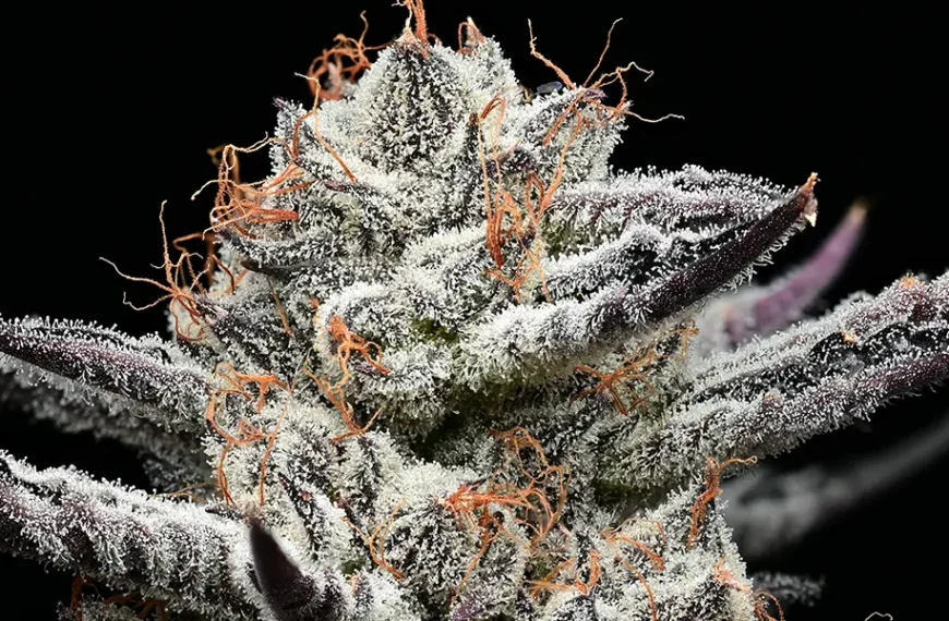 Black Cherry Gushers