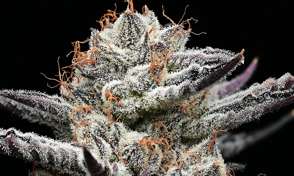 Black Cherry Gushers