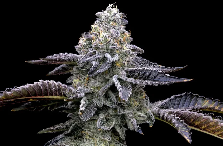 Blue Dream