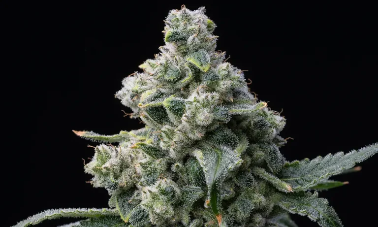 Bruce Banner
