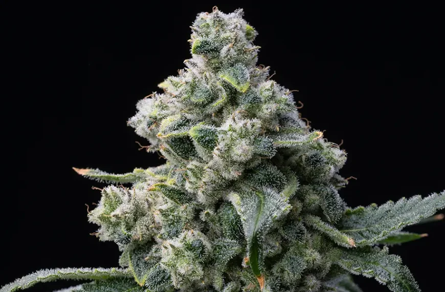 Bruce Banner