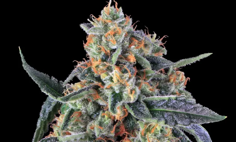 Cookies Kush