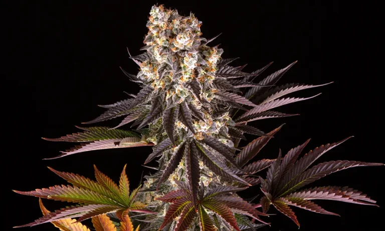 Gelato #45