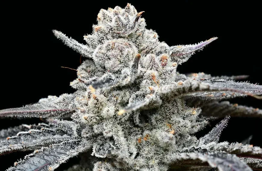 Lemon Cherry Gelato