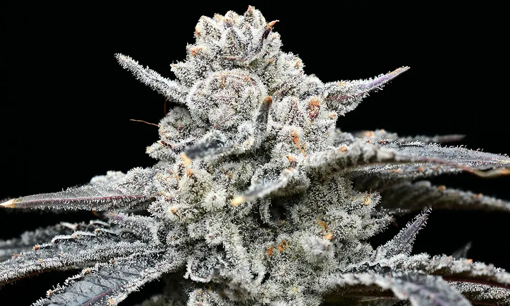 Lemon Cherry Gelato