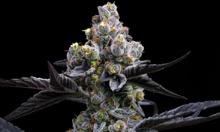 Garlic Cookies