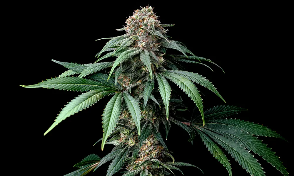 Mendo Breath