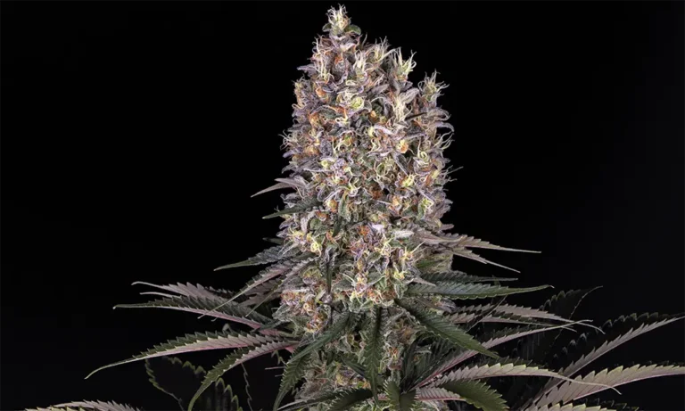 Blueberry OG