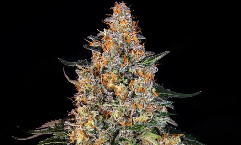 Bubba Kush