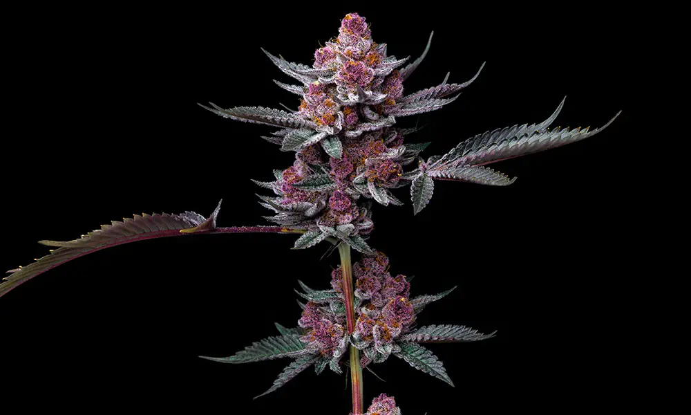 Cherry Poppers