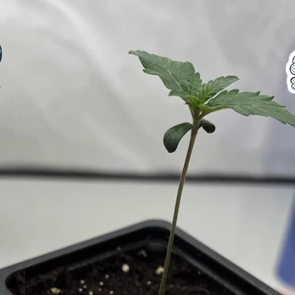 GrowLXB – Season 1, Day 7