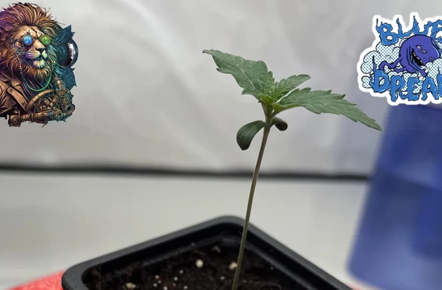 GrowLXB – Season 1, Day 7