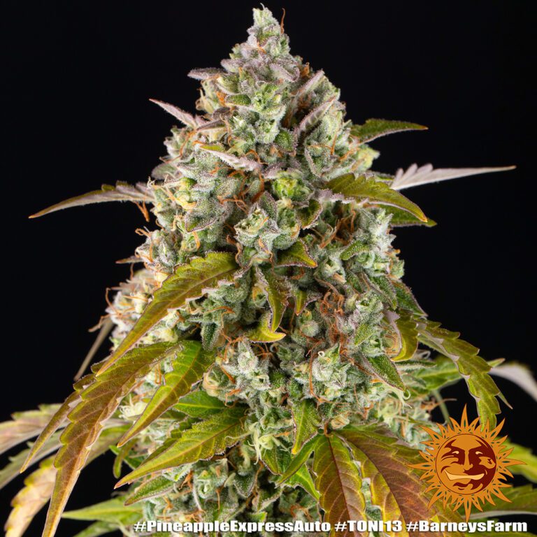 Pineapple Express Auto