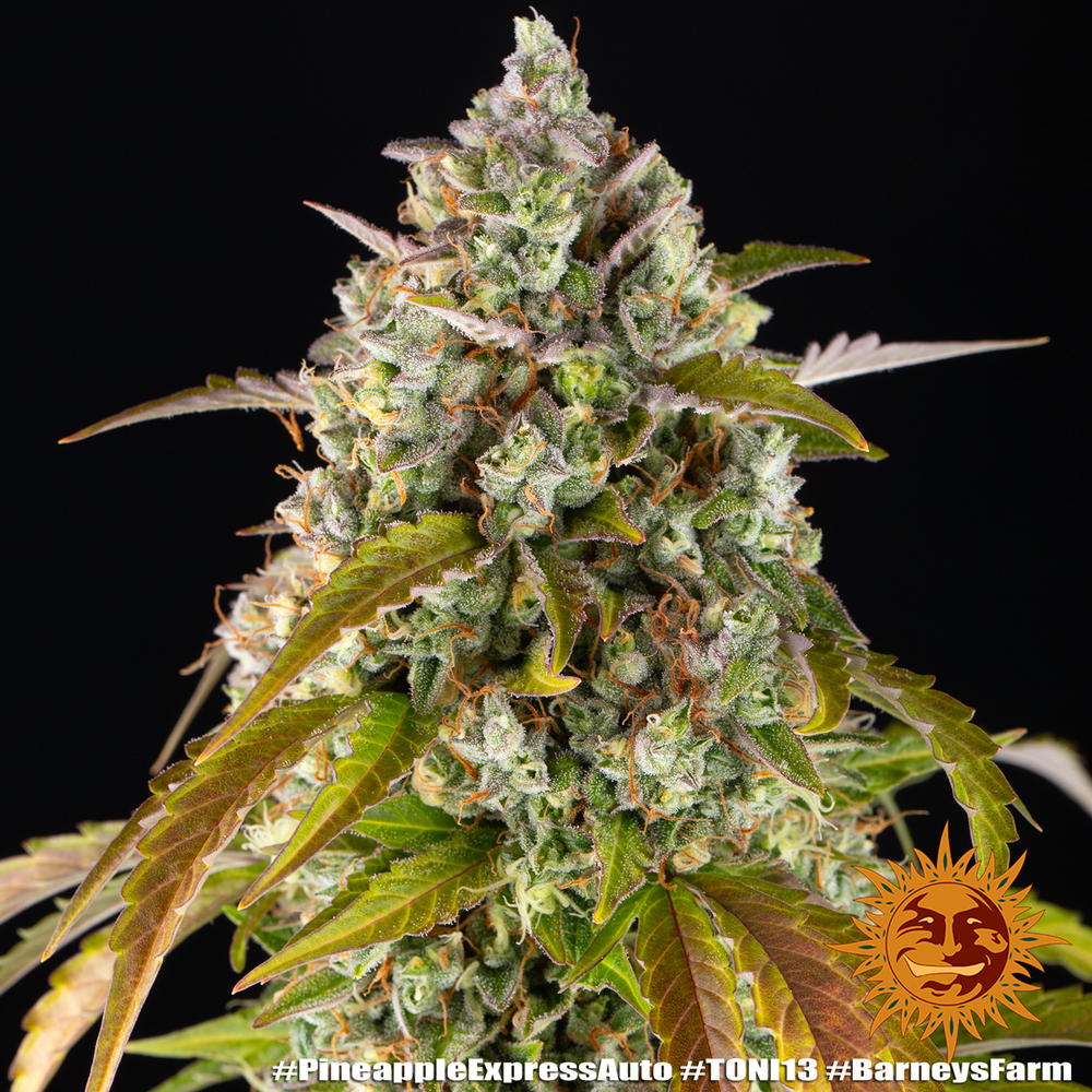 Pineapple Express Auto