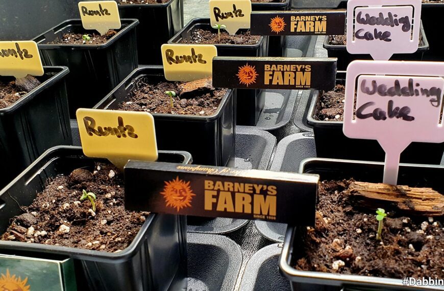 Merlin – Season 1, Day 1